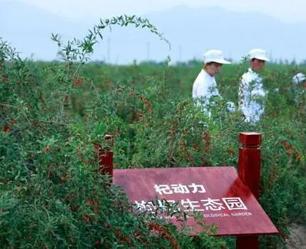 京东云奔赴中国枸杞之乡发展“可持续”的乡村振兴